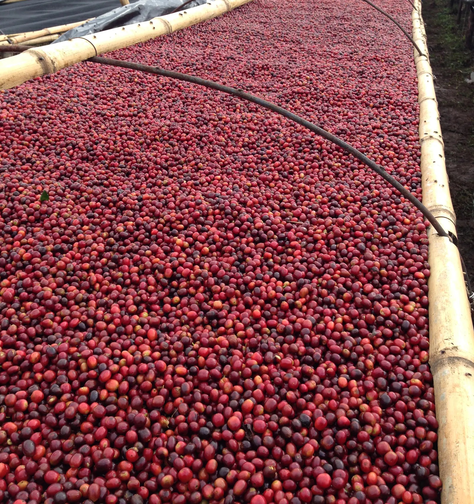 Coffee Drying