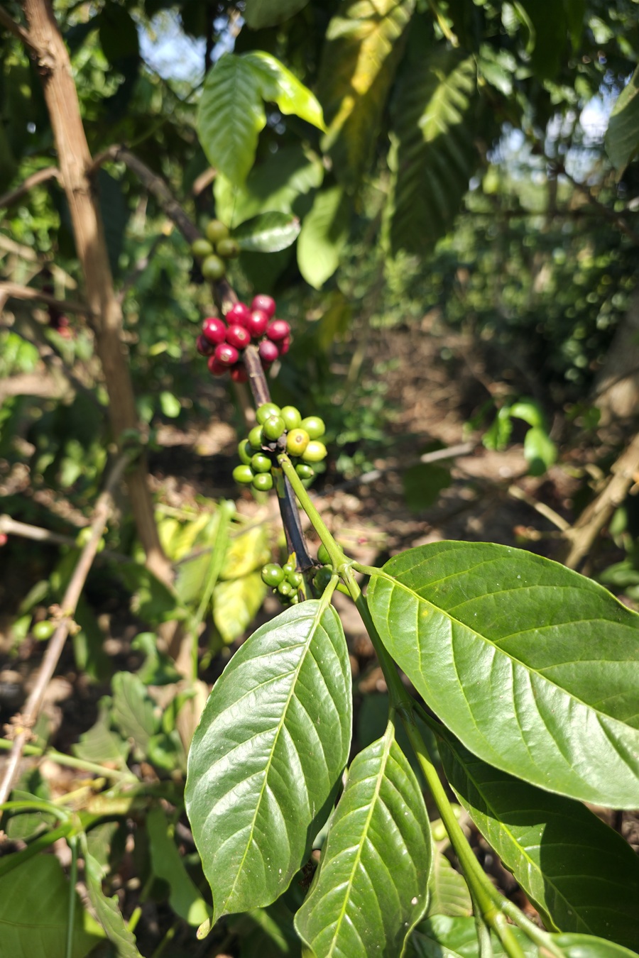 Coffee farmer