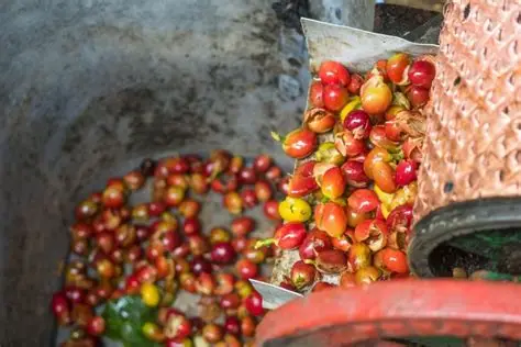 Coffee Processing
