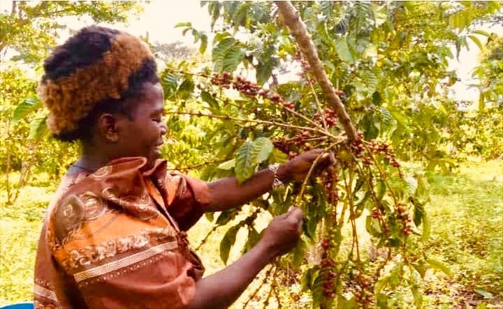 Coffee cherries